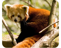 Red Panda