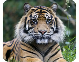 Sumatran Tiger