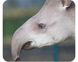 Brazilian Tapir