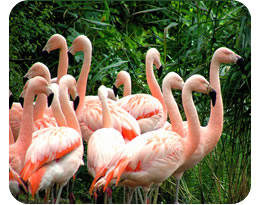 Chilean Flamingo