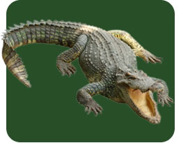 Nile crocodile