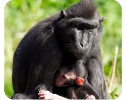 Sulawesi Crested Macaque