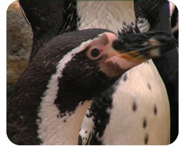 Humboldt’s Penguin