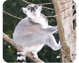 Ring tailed lemur