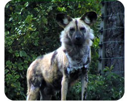 African Hunting Dog