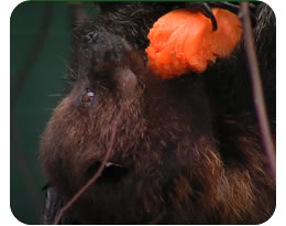 Fruit Bat