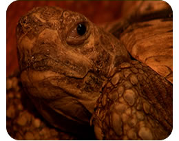 Leopard Tortoise