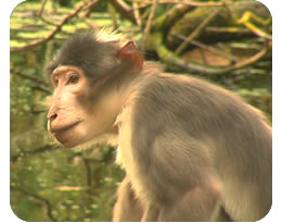 White Crowned Mangabey