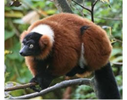 Red Ruff Lemur