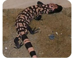 Gila Monster