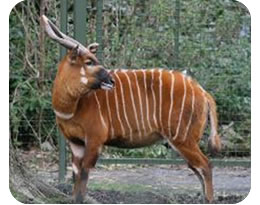 Eastern Bongo