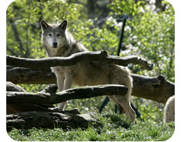 Grey Wolf