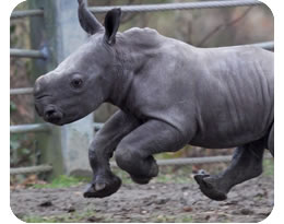 Southern White Rhinocerous