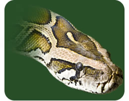 Burmese Rock Python