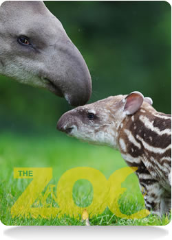 Tapiers at Dublin Zoo