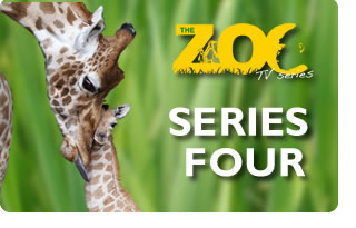 series 4